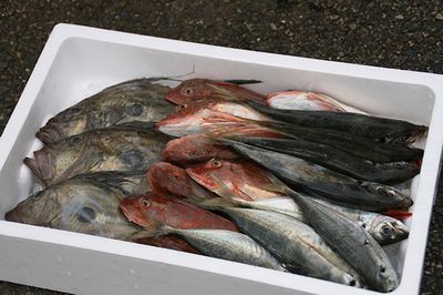 日本海の鮮魚