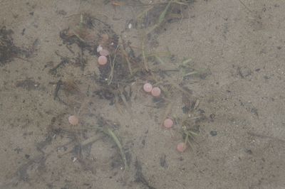 川の中の鮭の卵.jpg