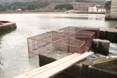 荒川の鮭を捕獲するカゴ.jpg