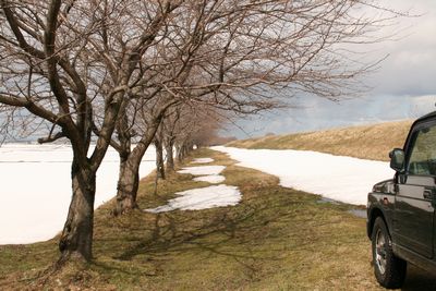 荒川の桜並木.jpg