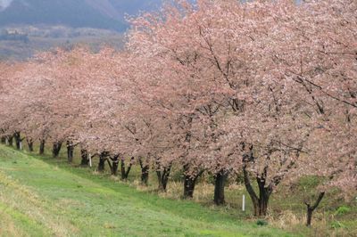 荒川の桜並木.jpg