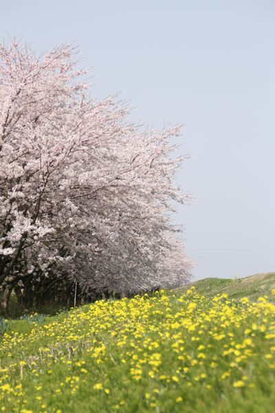 荒川の桜.jpg