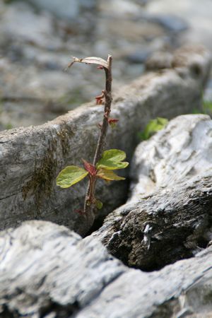 荒川にて、新芽.jpg