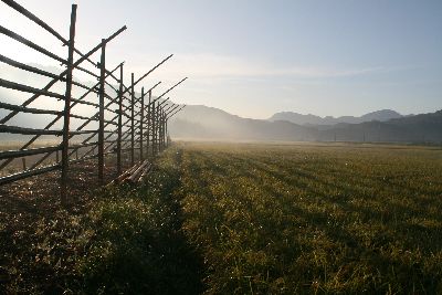 早朝の田園.jpg