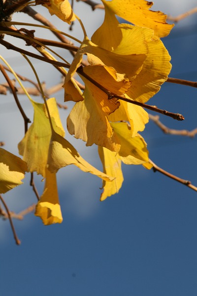 銀杏の葉と青空.jpg