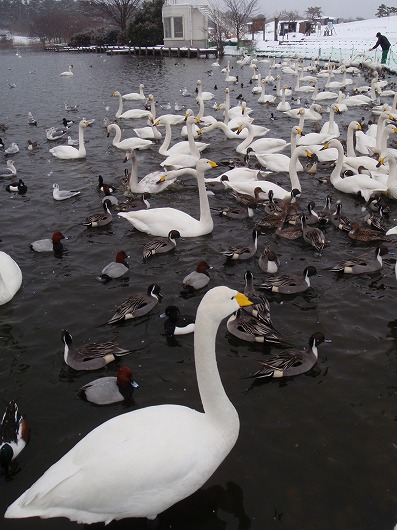大池の白鳥.jpg