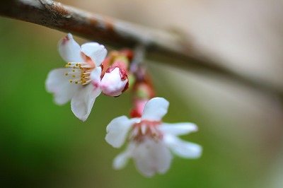 山桜.jpg