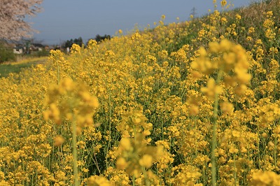 荒川の菜の花.jpg