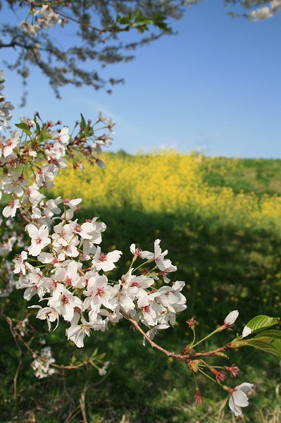 荒川の桜.jpg