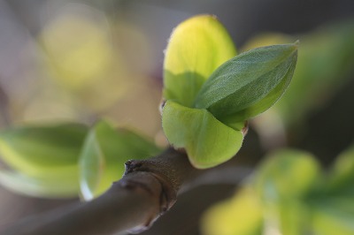 柿の木の新芽.jpg