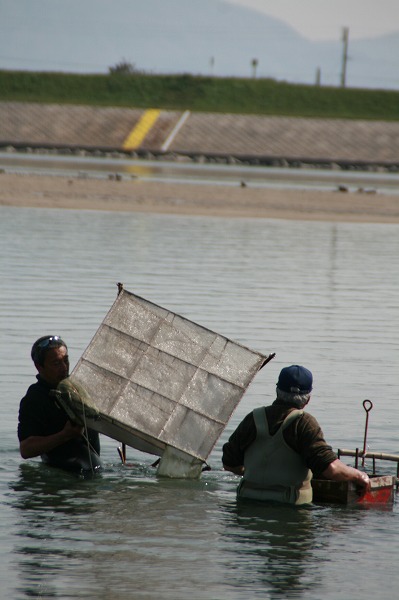 荒川のシラス漁.jpg