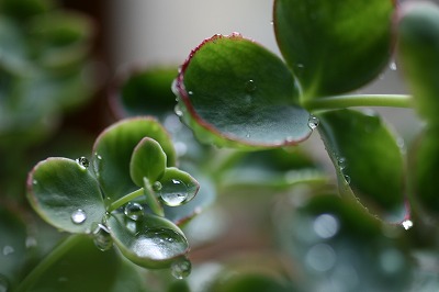 雨の雫.jpg