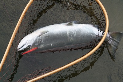 荒川のサクラマス（桜鱒）.jpg