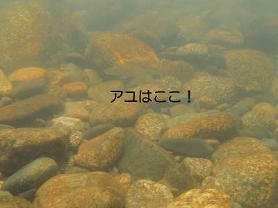 水中のアユ（鮎）.jpg