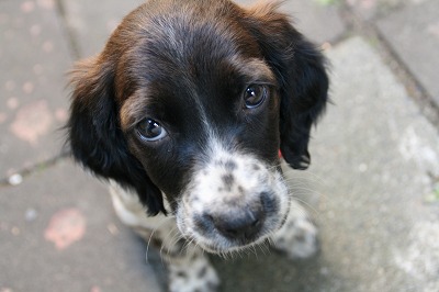 子犬の頃のメリー.jpg