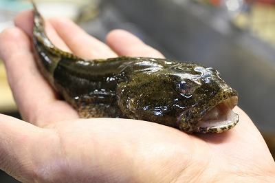 荒川のアユ 鮎 釣り アユカケも釣れた