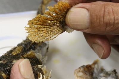 荒川のアユ 鮎 釣り アユカケも釣れた