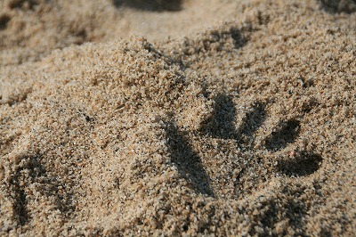 砂浜に手形.jpg