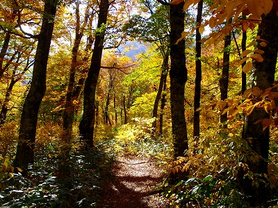 紅葉の山道.jpg