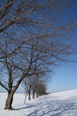荒川の桜並木（冬）.jpg