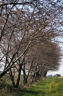 荒川の桜並木（５分咲き）.jpg