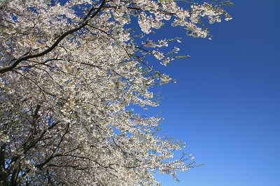 荒川の桜.jpg