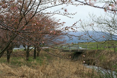 桜並木.jpg