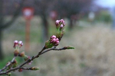 桜の蕾.jpg