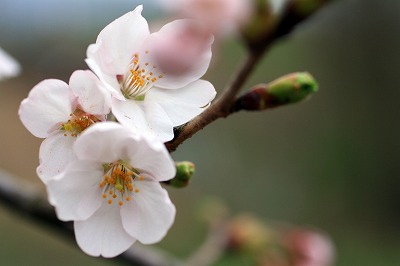 桜の花.jpg