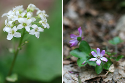 雪割草と葉ワサビの花.jpg