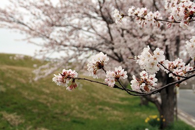 荒川の桜.jpg