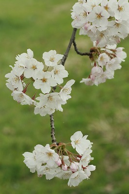 荒川の桜.jpg