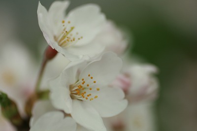 荒川の桜.jpg