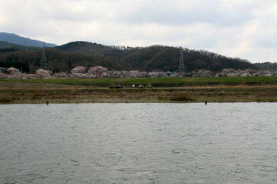 荒川堤防の桜.jpg