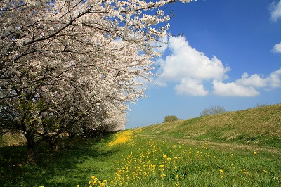 満開の桜.jpg