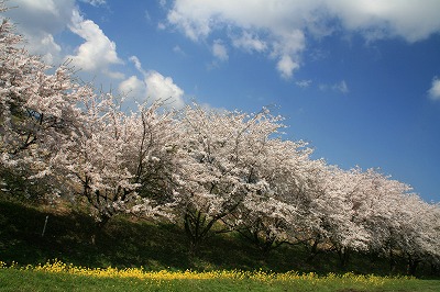 堤防の桜.jpg