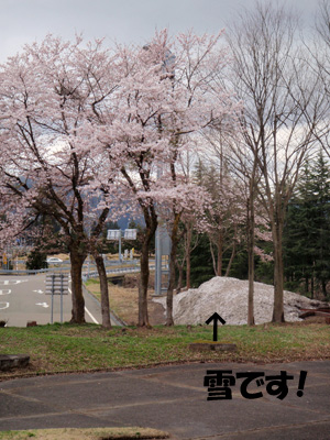 越後川口の桜.jpg