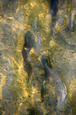 荒川の鮭１.jpg