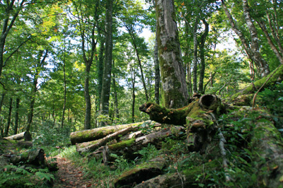 登山道.jpg