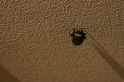 天井のコウモリ.jpg