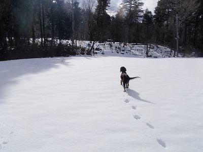 愛犬メリー号.jpg